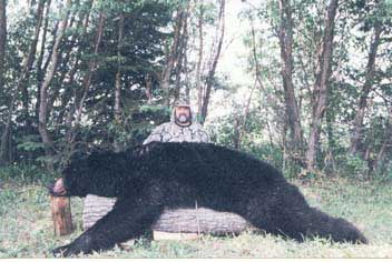 GrizzlySam black bear